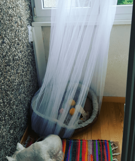 chrome_2017-07-26_20-25-42